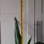 Indoor plants - Spineless Yucca x 2 Image 3