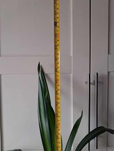 Indoor plants - Spineless Yucca x 2