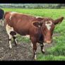 Pedigree Shorthorn Heifers Image 6