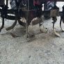 Apache RTT3 Rotavator and  Weibang Wood Chipper Both As New, Only Used Once Image 7