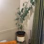 Tall Umbrella Plant Image 2