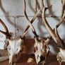 large selection of deer antlers Image 2