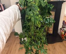 Artificial vine