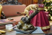 Vintage Taxidermy Stoat