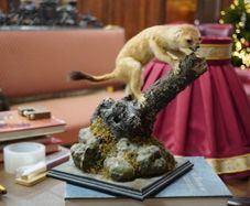 Vintage Taxidermy Stoat