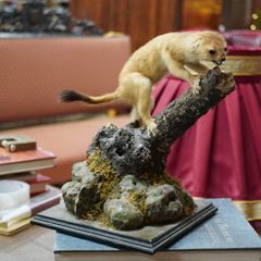 Vintage Taxidermy Stoat