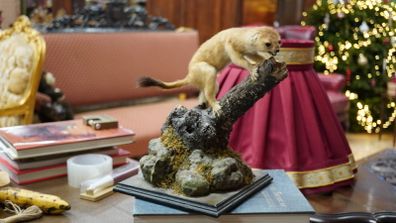 Vintage Taxidermy Stoat
