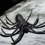 leather spider sculpture Image 6