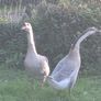 Chinese geese pair. Image 5