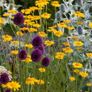 (C) Dyer's Chamomile Seeds 1g (189002) Image 4