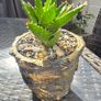 aloe vera Image 3
