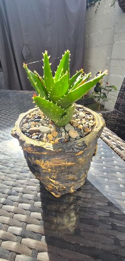 aloe vera