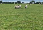 Store lambs