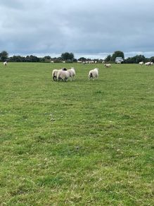 Store lambs