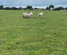 Store lambs