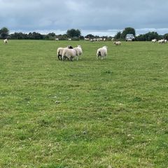Store lambs