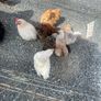 pekin pullets x4 Image 2