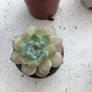 Succulents Image 7