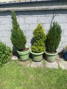 3 Trees   150 Cms   (pots Not Included)