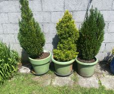 3 Trees   150 Cms   (pots Not Included)
