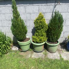 3 Trees   150 Cms   (pots Not Included)