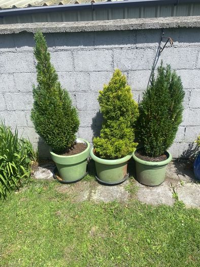 3 Trees   150 Cms   (pots Not Included)