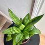 Bird's  nest snake plant Image 2
