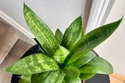 Bird's nest snake plant