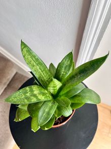 Bird's nest snake plant