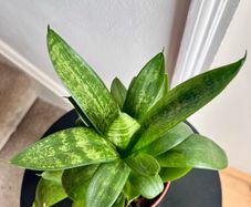 Bird's nest snake plant