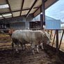 Bulls Image 10