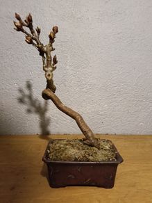 Bonsai Horse Chestnut in Pot