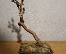 Bonsai Horse Chestnut in Pot