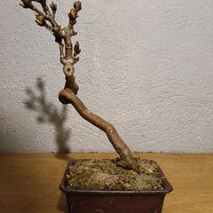 Bonsai Horse Chestnut in Pot