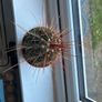 Melocactus Long-Spined Cactus Image 2