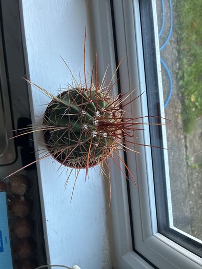 Melocactus Long-Spined Cactus