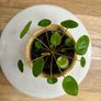 Chinese Money Plant Image 2