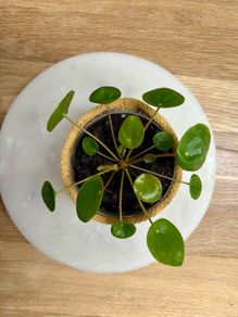 Money Plants