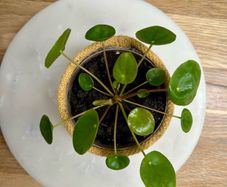 Money Plants