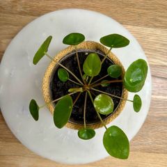 Money Plants