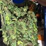 Airsoft Ghillie Suit Image 6