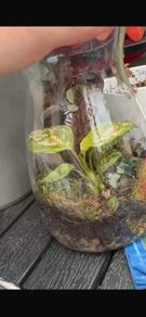 Bioactive terrarium