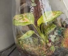 Bioactive terrarium