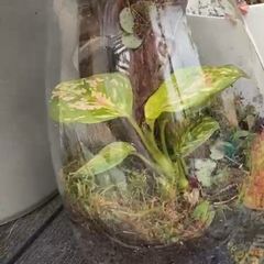 Bioactive terrarium