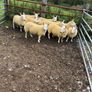 North country Cheviot hoggets Image 3