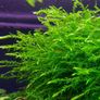 Willow Moss- Fontinalis antipyretica 80ml Oxygenator Image 3