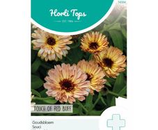HT Calendula 'Touch of Red Buff' Seeds  0.75g | Sow in July