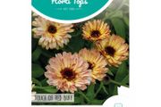 HT Calendula 'Touch of Red Buff' Seeds 0.75g | Sow March - July