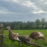 Turkeys Image 2