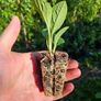 Comfrey Roots, Crowns & Plants - Watch Video Image 5